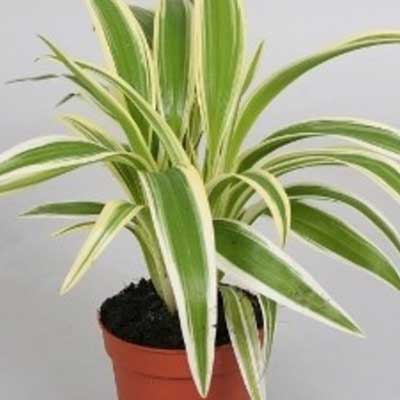 "Chlorophytum Green - Spider Plant - Click here to View more details about this Product